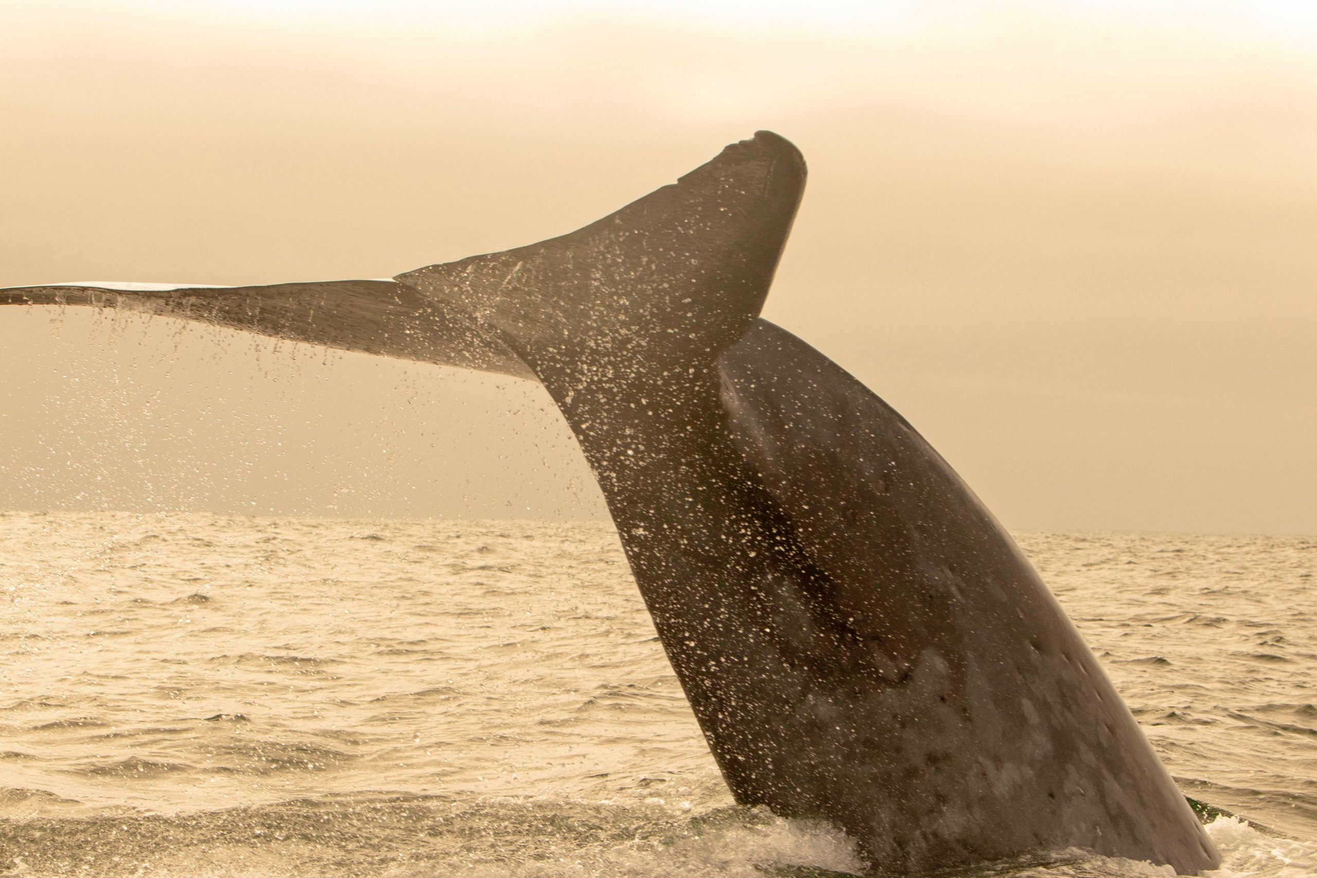 Blue Whales in Chile
